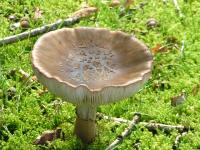 Klik op de foto voor groter formaat